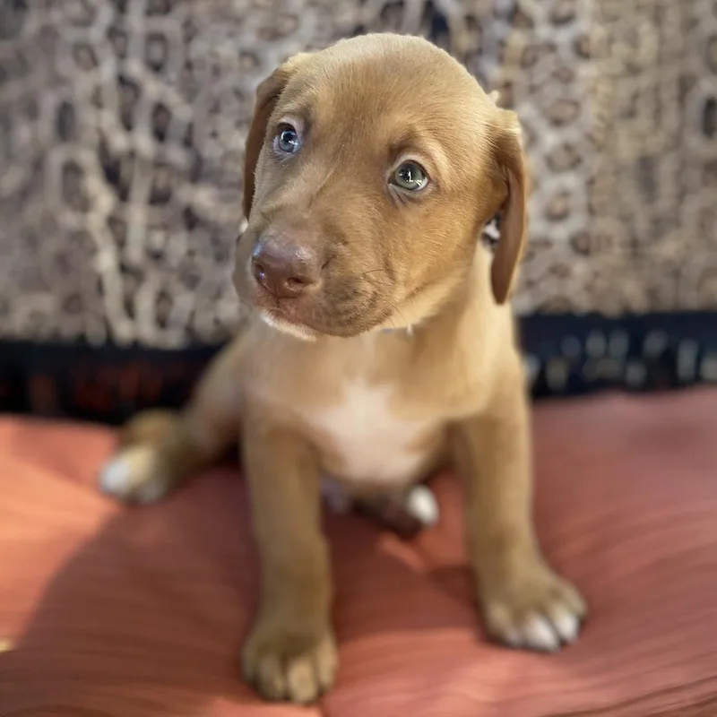 Africa Pup  Angola thumbnail 2