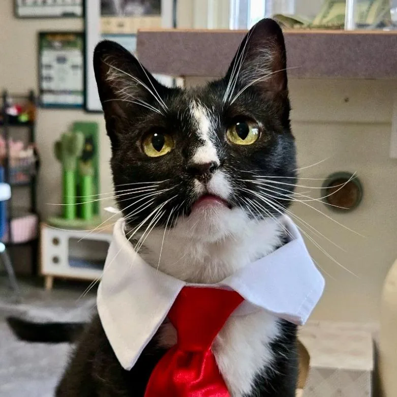 An adult medium-sized male Black & White / Tuxedo Domestic Short Hair cat named Baby for adoption in Blackfoot, ID