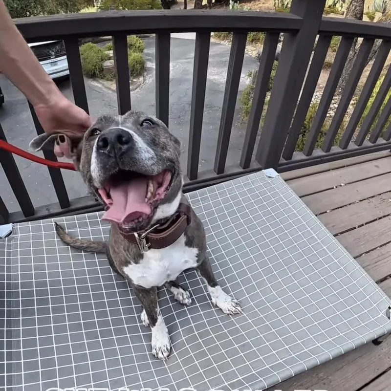 An adult large-sized female Brindle Pit Bull Terrier dog named Syven for adoption in Morgan Hill, CA