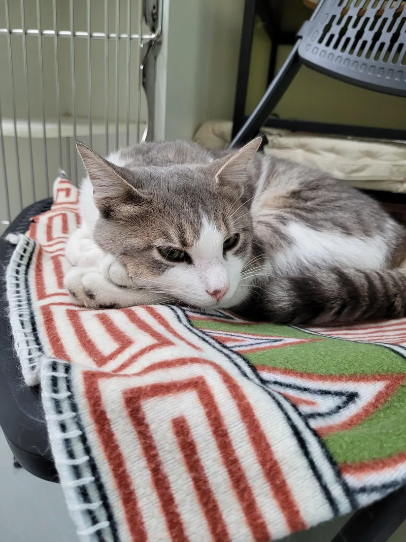 A young large-sized male Domestic Short Hair cat named Bodie for adoption in Terryville, CT