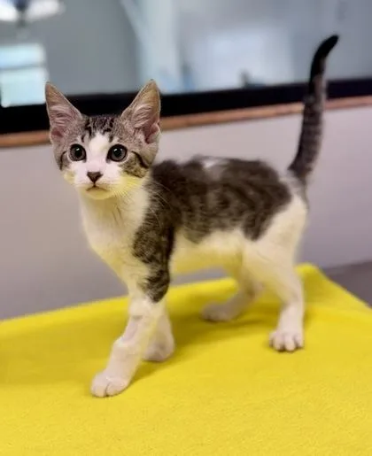 A baby small-sized male Tabby (Gray / Blue / Silver) Domestic Short Hair cat named Burt for adoption in Bishop, GA