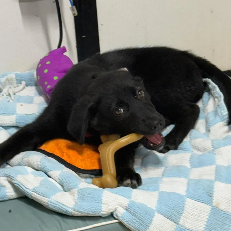 A baby small-sized female Black Labrador Retriever dog named Fern for adoption in Lake Jackson, TX
