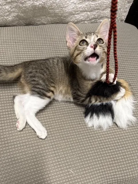 A baby medium-sized male Tabby (Gray / Blue / Silver) Domestic Short Hair cat named Melon for adoption in Mount Prospect, IL