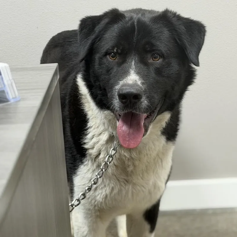 An adult large-sized male Black Akita dog named Max for adoption in Midland, TX