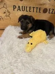 A baby medium-sized female Mixed Breed dog named Purple for adoption in Hot Springs, SD