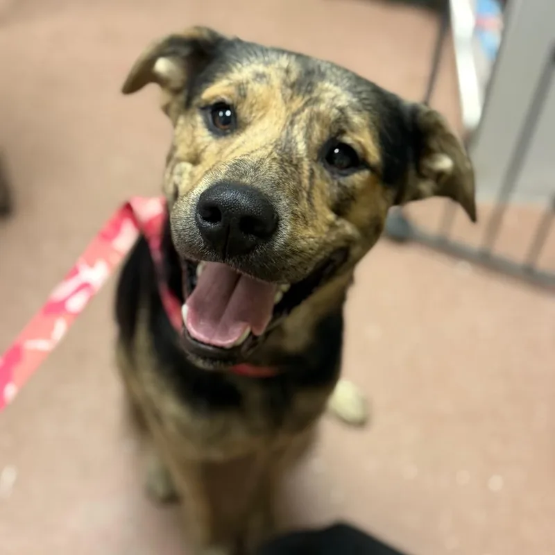 An adult large-sized male Shepherd dog named Diesel for adoption in Fort Smith, AR