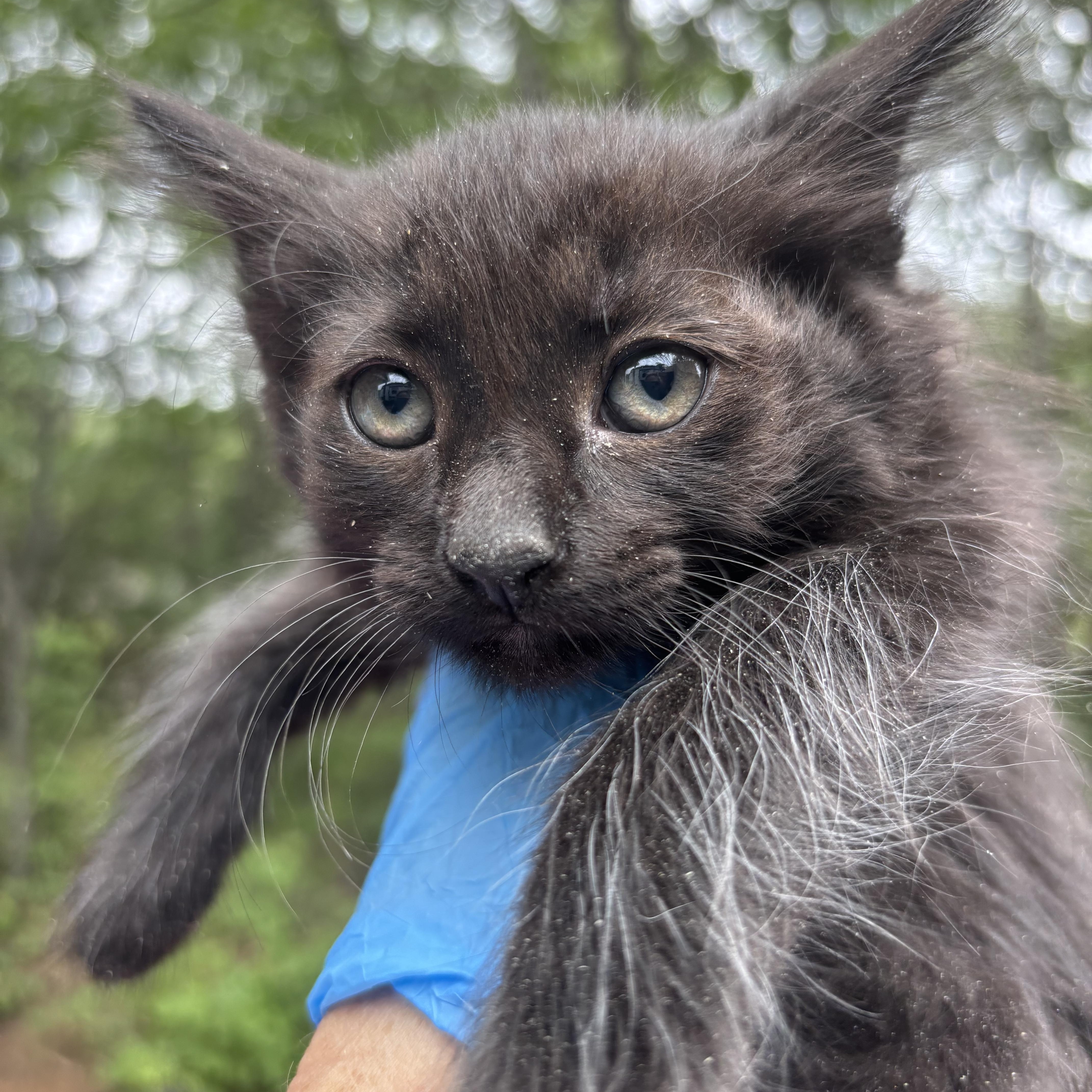 A baby medium-sized female Black Domestic Long Hair cat named Midnight for adoption in San Diego, CA