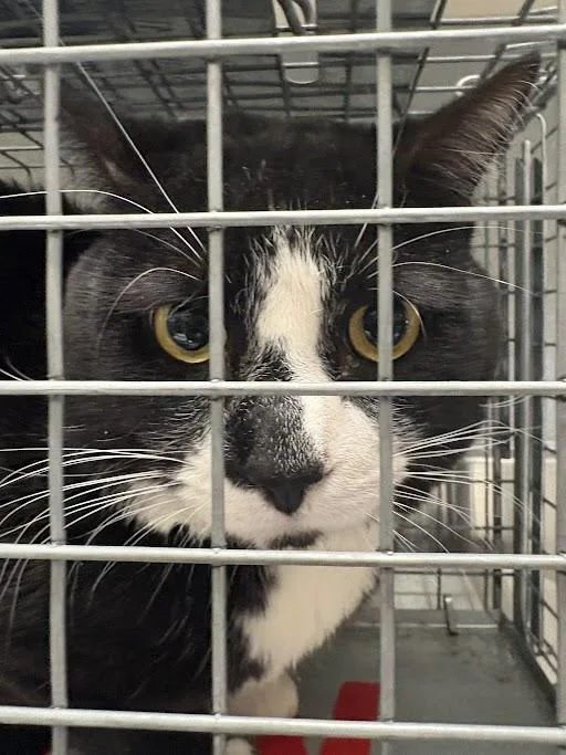 An adult large-sized male Domestic Short Hair cat named Tiger Woods for adoption in Las Vegas, NV