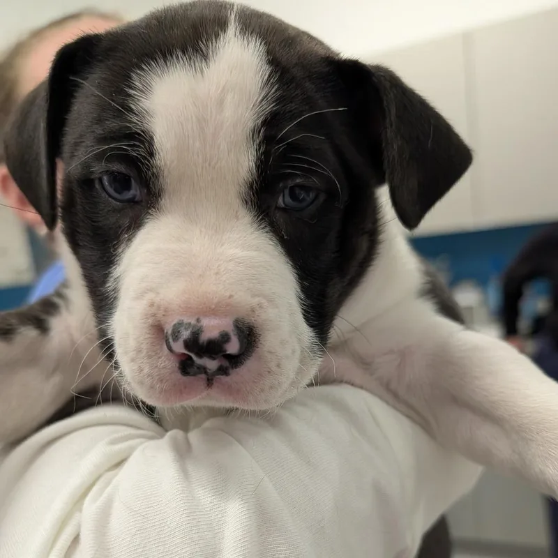 A baby small-sized female Black Husky dog named Tuiana for adoption in Winston Salem, NC