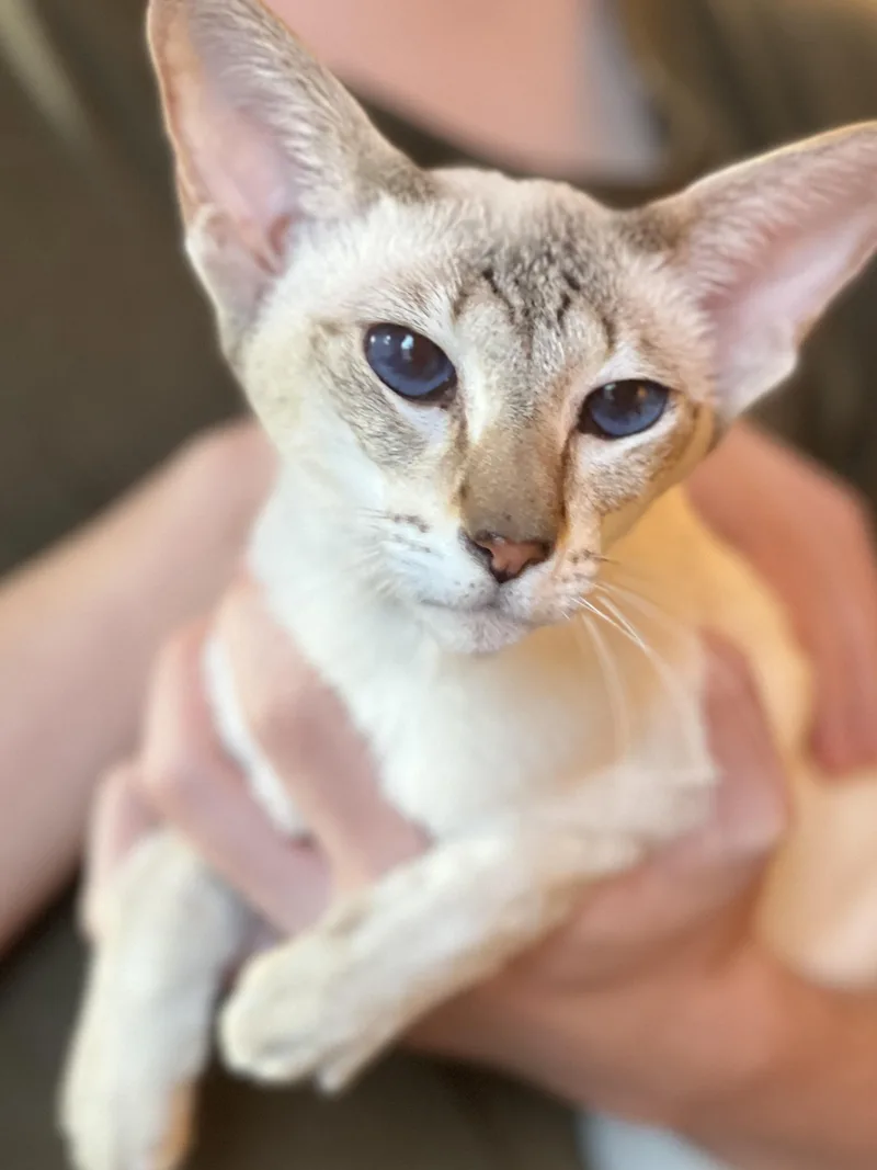 A young small-sized female Chocolate Point Siamese cat named Devi for adoption in valparaiso, IN