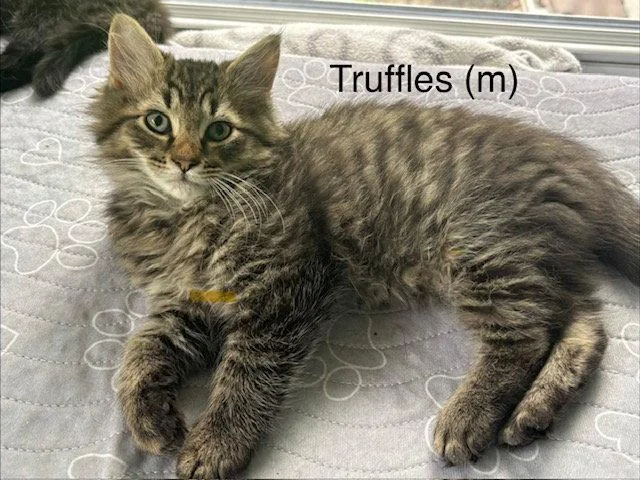 A baby medium-sized male Domestic Long Hair cat named Truffles for adoption in Naugatuck, CT