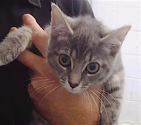 A baby small-sized female Domestic Short Hair cat named Athena for adoption in Charlotte, NC