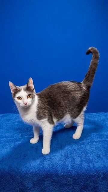 A young medium-sized male Domestic Short Hair cat named Tomato for adoption in Jacksonville, FL