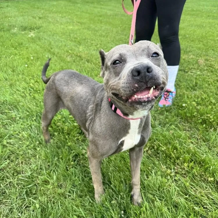An adult medium-sized female Gray / Blue / Silver Terrier dog named Dee Dee for adoption in Mansfield, OH