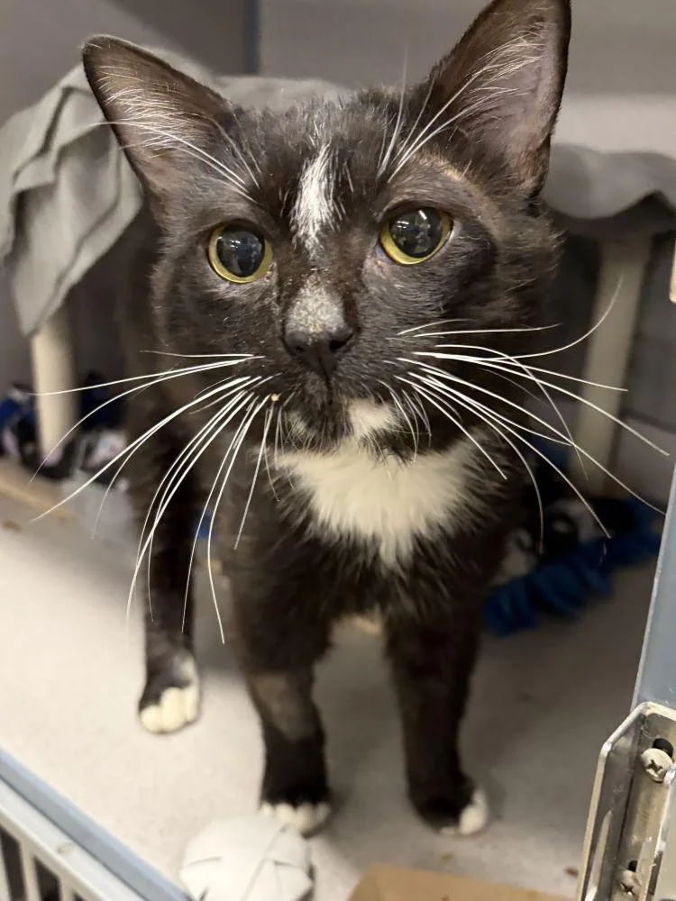 An adult small-sized male Black Domestic Short Hair cat named Fancy Man for adoption in Alexandria, VA
