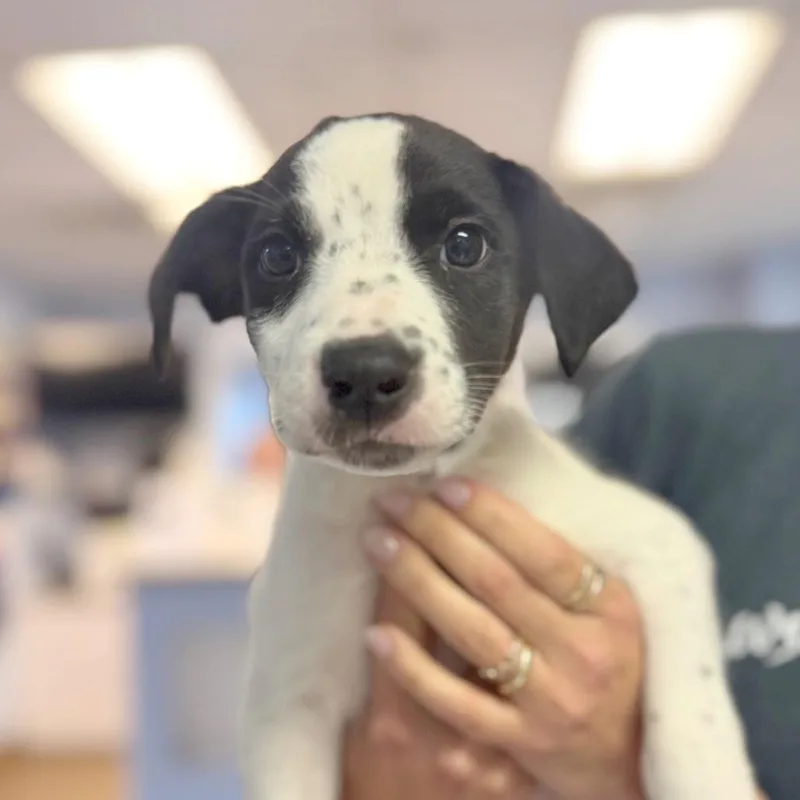 A baby small-sized male Black Mixed Breed dog named Possum for adoption in Hendersonville, NC