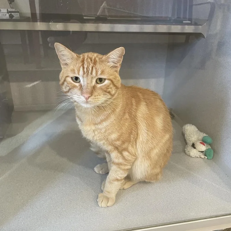 An adult small-sized male Domestic Short Hair cat named Mouse for adoption in Rexburg, ID