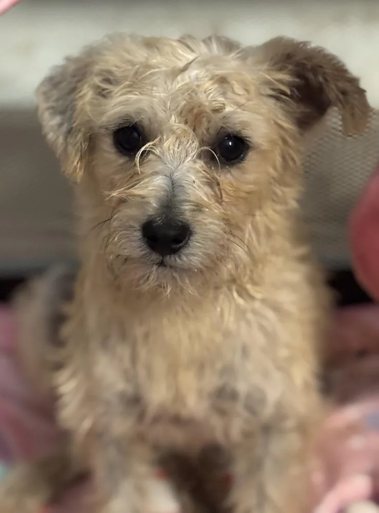 Marigold thumbnail 2