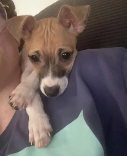 A baby small-sized female Chihuahua dog named Fawn for adoption in Wilkesboro, NC
