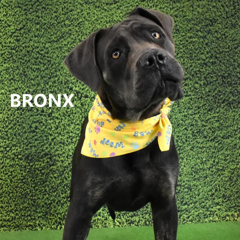 An adult large-sized male Gray / Blue / Silver Mastiff dog named Bronx for adoption in Yuma, AZ