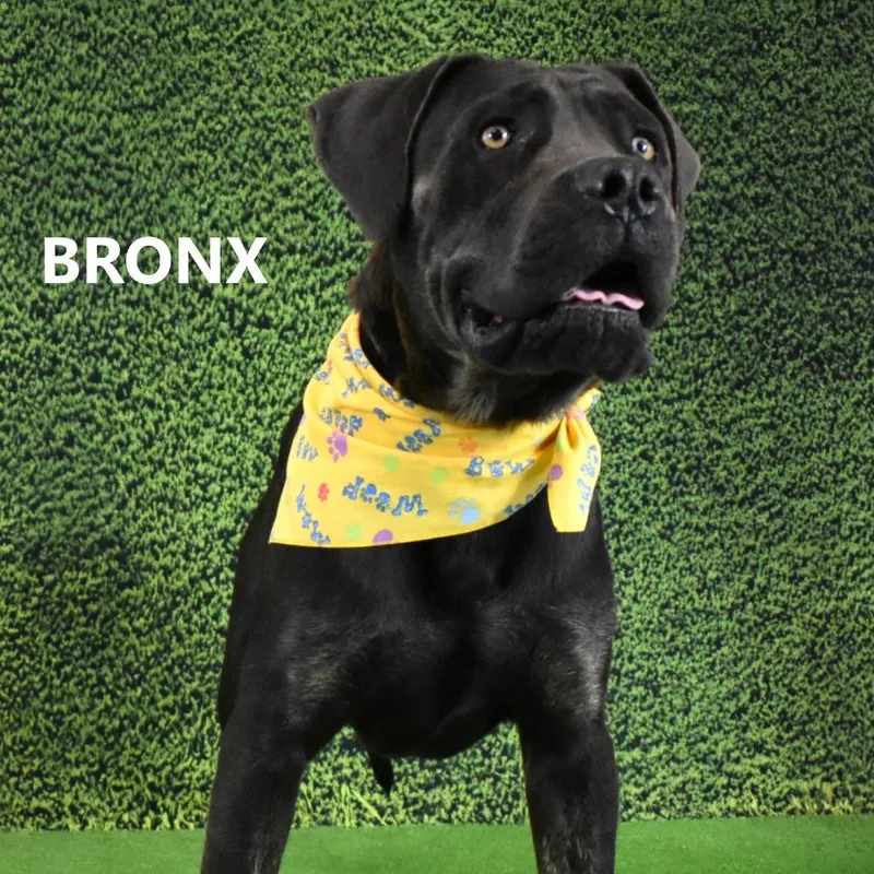 Bronx thumbnail 2