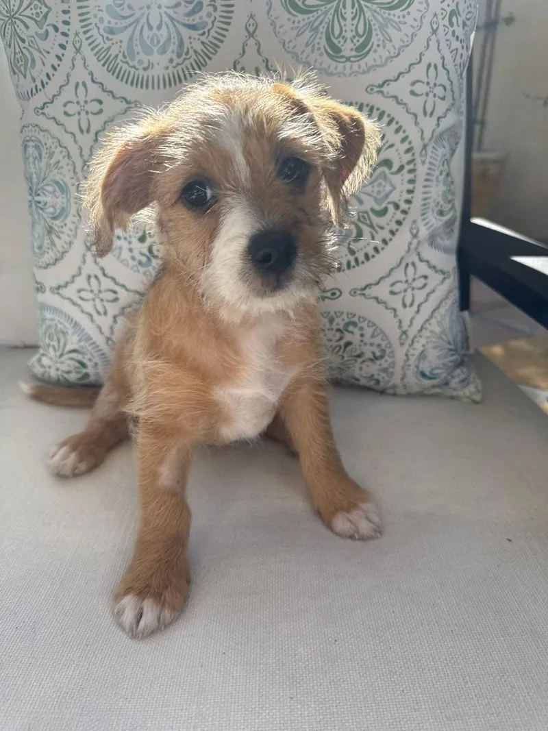 A young small-sized male Chihuahua dog named Dawson for adoption in Sunnyvale, CA