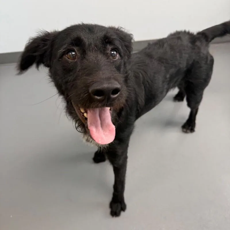 A young large-sized male Black Labrador Retriever dog named Ranger for adoption in Roanoke, VA