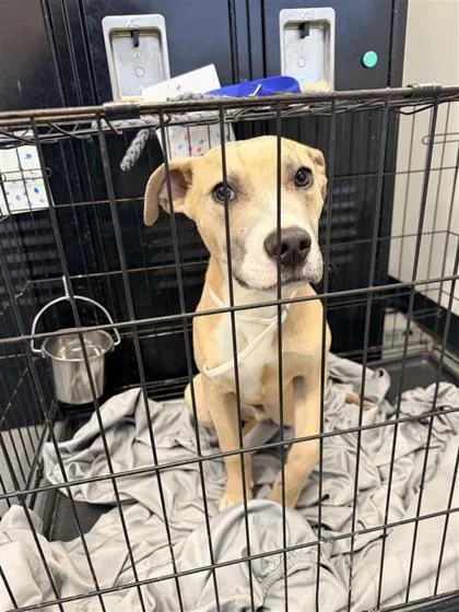 An adult small-sized male Mixed Breed dog named Lucki for adoption in West Chester, PA