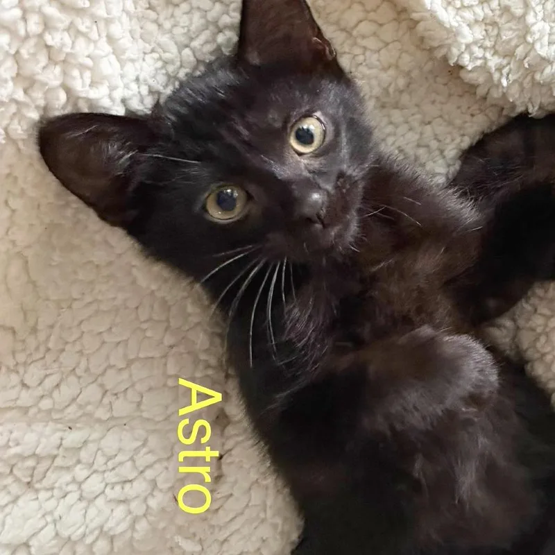 A baby medium-sized male Black Domestic Short Hair cat named Astro for adoption in Flower Mound, TX