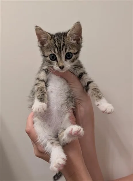A baby small-sized female Domestic Short Hair cat named Shirley for adoption in Charlotte, NC