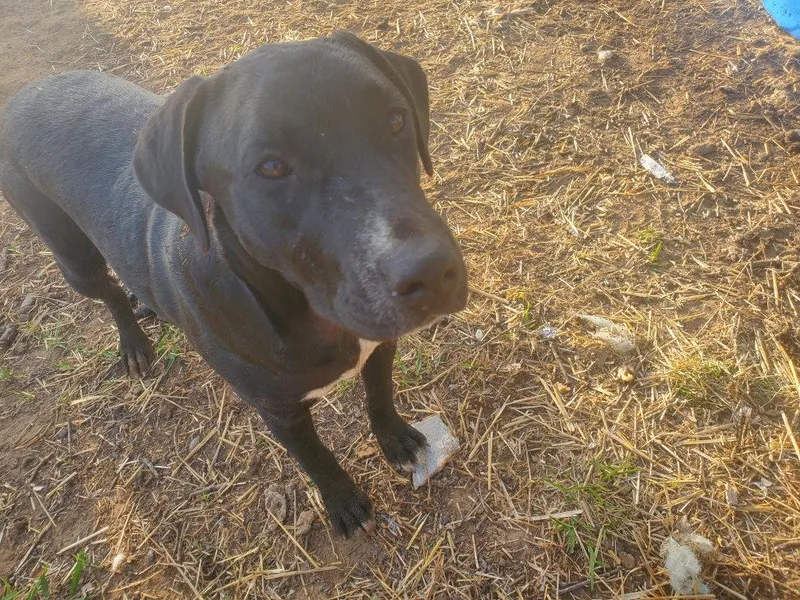 A young medium-sized female Mixed Breed dog named Luna for adoption in Gun Barrel City, TX