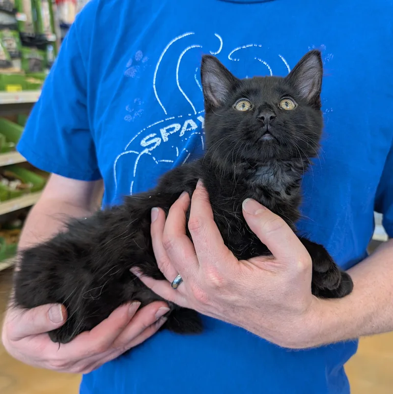 A baby medium-sized male Black Domestic Medium Hair cat named Louis for adoption in Grayslake, IL