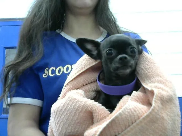A young small-sized female Chihuahua dog named Bella for adoption in Albuquerque, NM