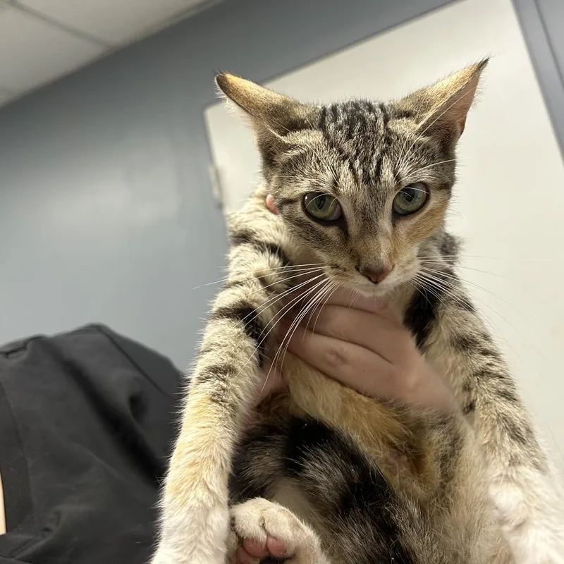 A young small-sized female Brown / Chocolate Domestic Short Hair cat named Gouda for adoption in Birmingham, AL
