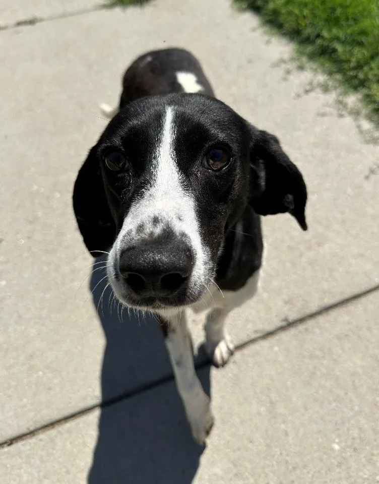 A young medium-sized female Black Hound dog named Alyssa for adoption in Suffolk, VA