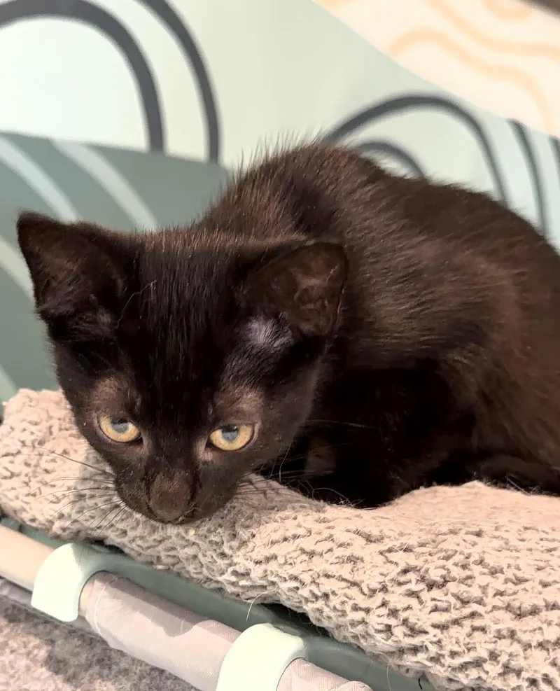 Binx thumbnail 2