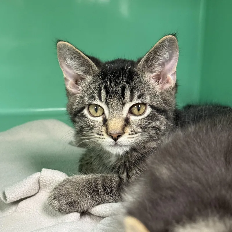 A baby medium-sized male Domestic Short Hair cat named Tornado and Tsunami Surprise for adoption in Holly, MI
