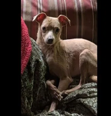 A young small-sized male Italian Greyhound dog named Bolt for adoption in Crossville, TN
