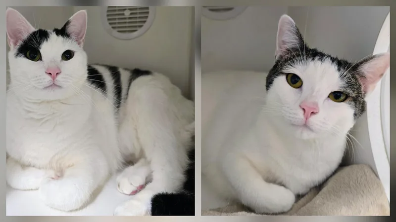 An adult large-sized female Black Domestic Short Hair cat named Marilyn & Joe for adoption in Amityville, NY
