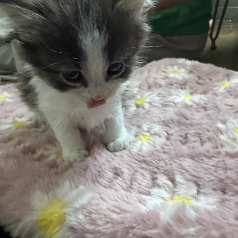 A baby medium-sized female Domestic Long Hair cat named Daisey for adoption in Charlotte, NC