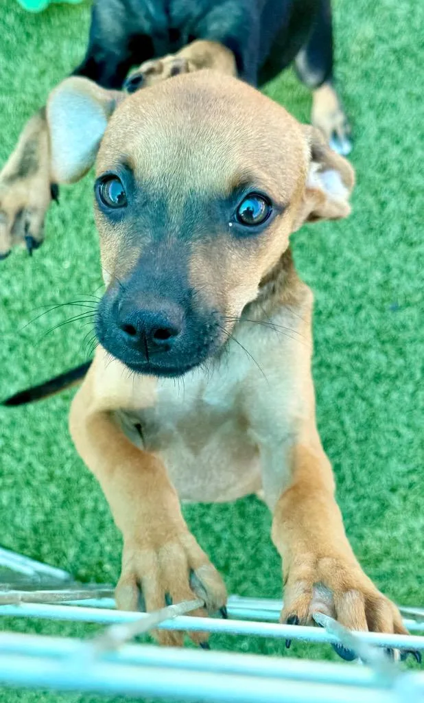 Cosmo