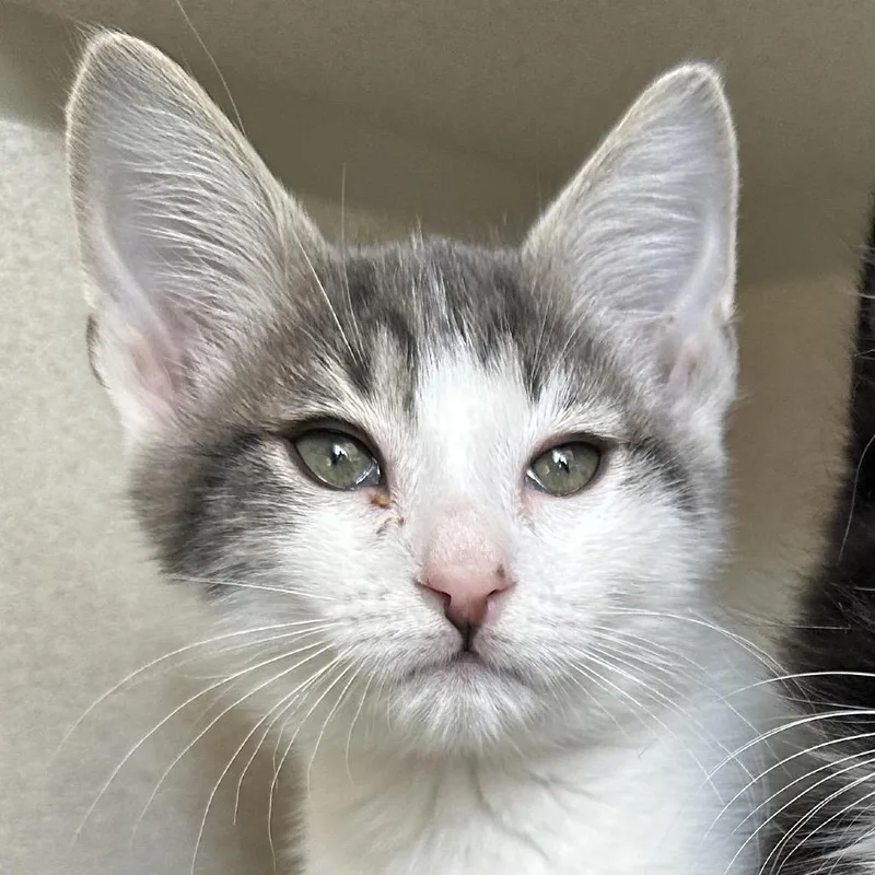 A baby small-sized male White Domestic Short Hair cat named Applejack for adoption in Redwood City, CA