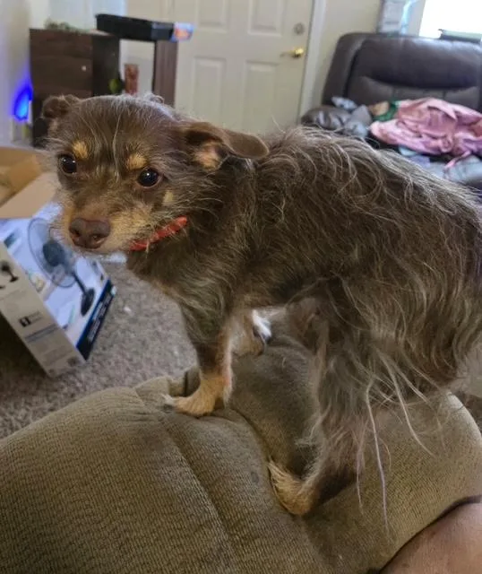An adult small-sized male Bicolor Chihuahua dog named Manny Male Chihuahua Long for adoption in Shawnee, OK
