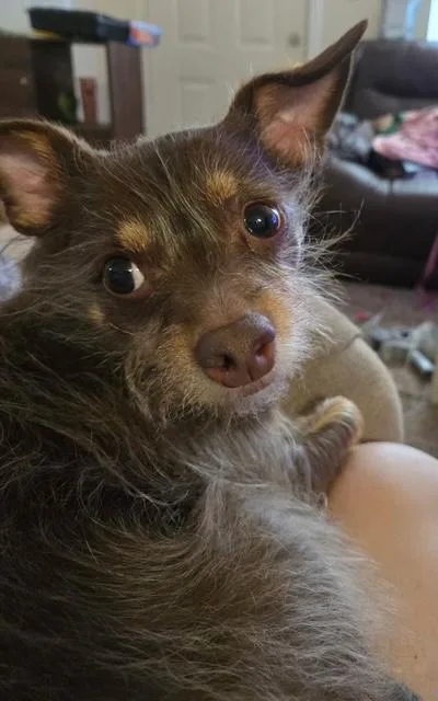 Manny Male Chihuahua Long thumbnail 2