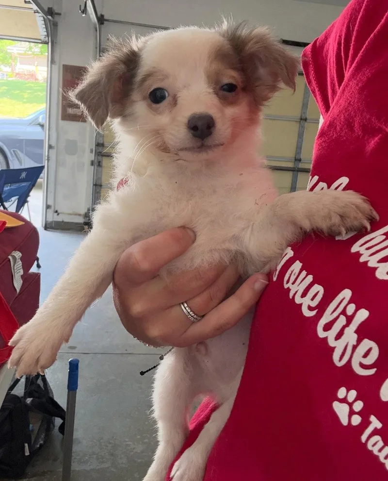 A young small-sized male Chihuahua dog named Beckham for adoption in Grafton, WI