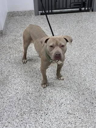 An adult medium-sized female Terrier dog named Marla for adoption in Gastonia, NC