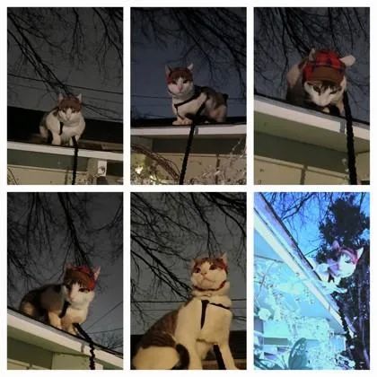 An adult medium-sized male Domestic Short Hair cat named Fiddlesticks for adoption in Irving, TX