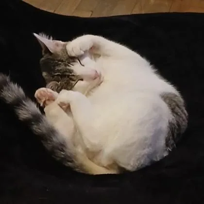 Fiddlesticks thumbnail 2