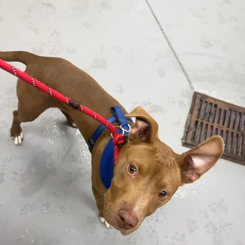 A young medium-sized female Yellow / Tan / Blond / Fawn Mixed Breed dog named Straywillisstreet for adoption in Columbus, GA