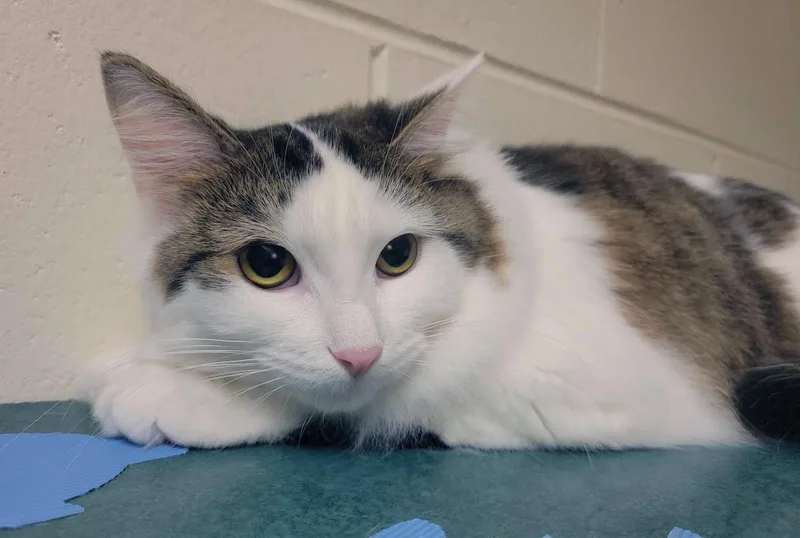 A young medium-sized female Brown / Chocolate Domestic Long Hair cat named Quark for adoption in Plover, WI